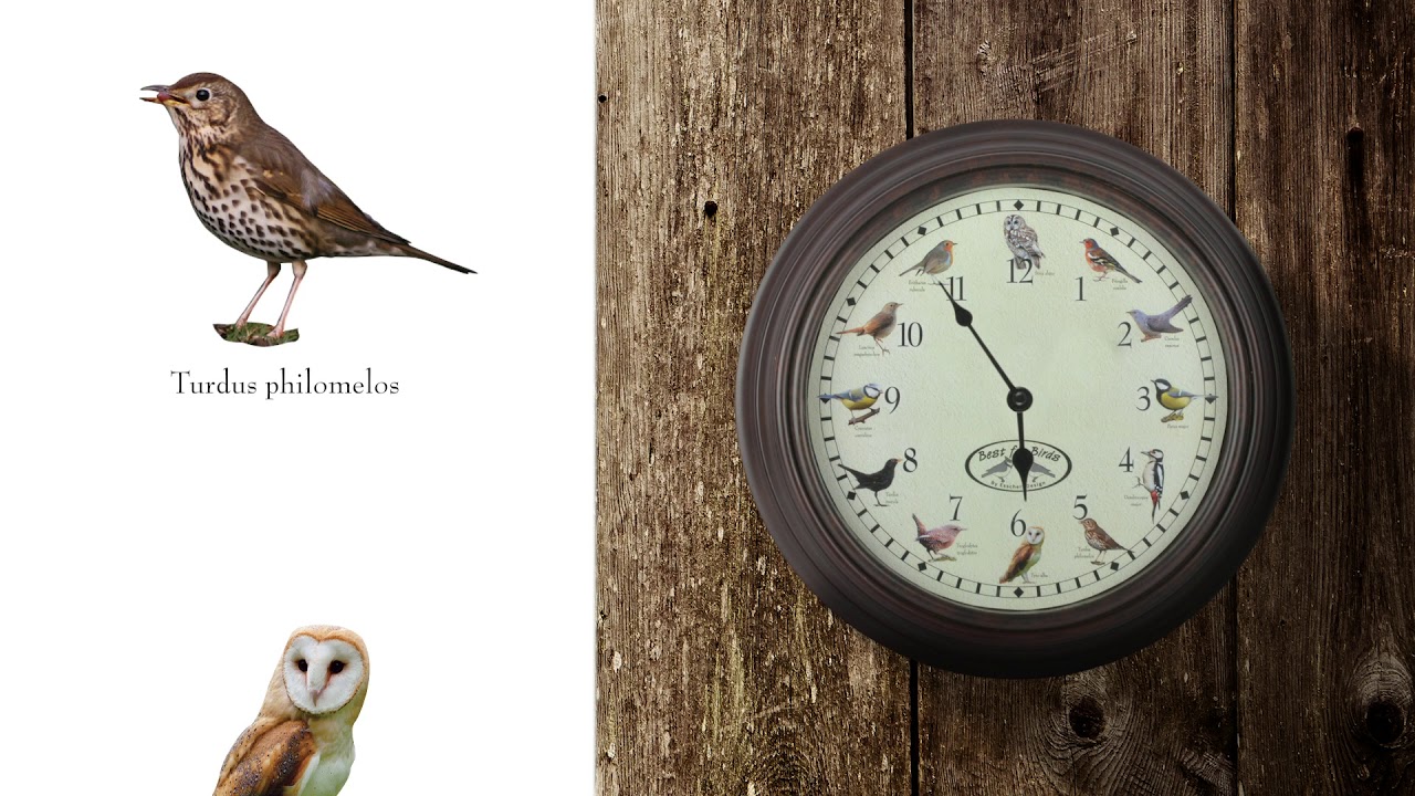 Esschert Design Horloge murale avec des cris d'oiseaux Ø 30.1 cm, brun/blanc