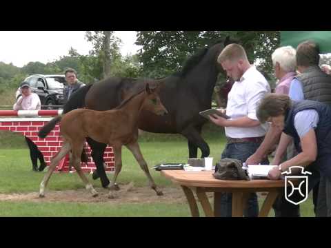 PI128 Stutfohlen von Zack - Catoo - Aljano