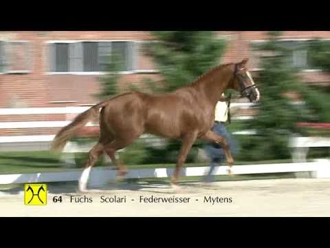 Scolari x Federweisser 2 1/2 jähr gekör HENGST