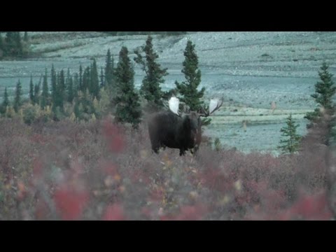 Alaska Yukon moose