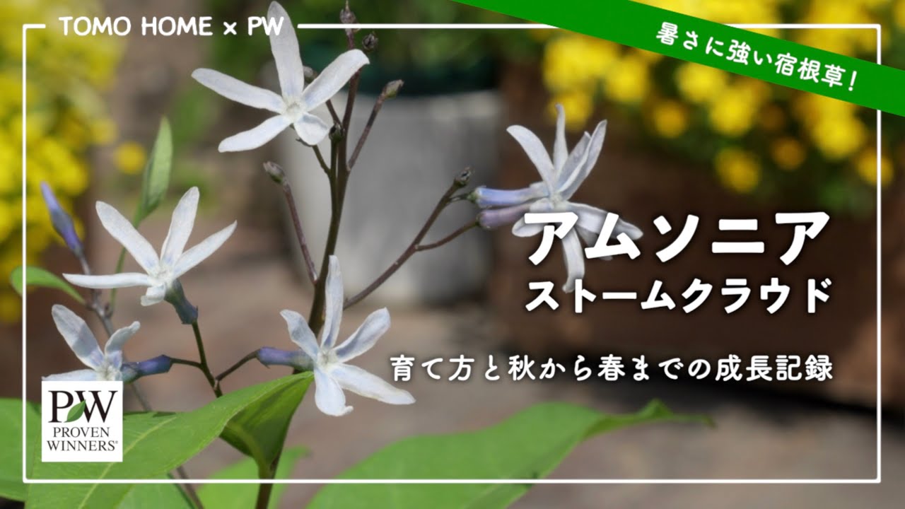PW アムソニアストームクラウド育て方 by ともHOMEさん