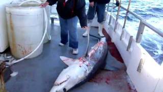 preview picture of video 'Deep Sea Fishing Port Aransas TX 1/5/12 pt 3'