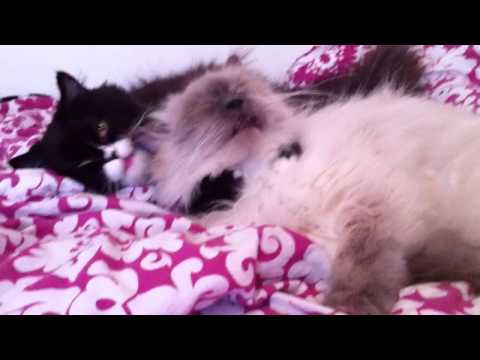 Persian Cat Massages Her Best Friend
