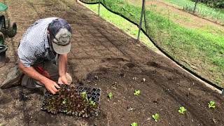 Planting Salinova