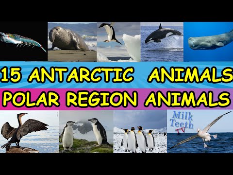 image-Do any animals live in Antarctica?
