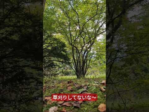 枯れ葉が分解するまでにどのくらい時間がかかりますか 庭の腐葉土マルチングで枯れ葉を使用する方法