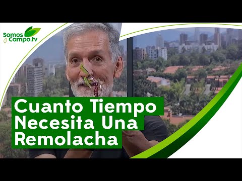 , title : 'Cuanto Tiempo Necesita Una Remolacha Para Mostrar Su Fruto - Somos Campo.Tv'