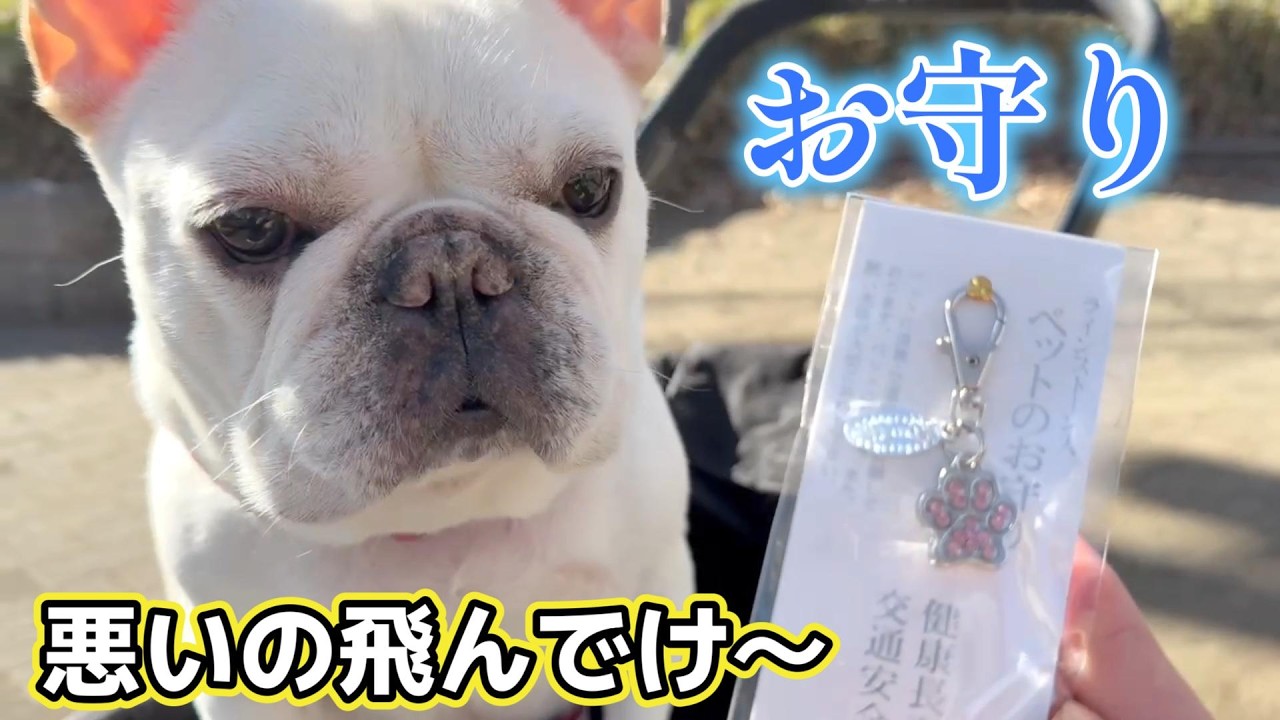 【肥満細胞腫】病院結果。お守り探し旅【フレンチブルドッグ frenchbulldog】