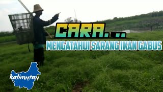 Download lagu CARA MENGETAHUI SARANG IKAN GABUS mp3