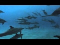 Dolphins The Wild Side