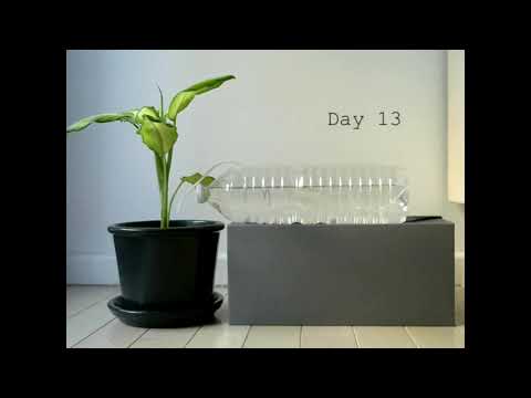 DIY plant watering system for vacations - One month timelapse