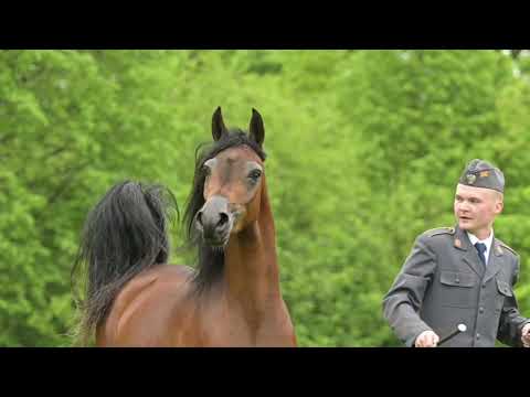 𝐁𝐀𝐒𝐈𝐋𝐄𝐀 (𝐏𝐨𝐠𝐫𝐨𝐦 𝐱 𝐁𝐚𝐦𝐛𝐢𝐧𝐚, 𝐛𝐲 𝐊𝐚𝐡𝐢𝐥 𝐀𝐥 𝐒𝐡𝐚𝐪𝐚𝐛), 𝟐𝟎𝟐𝟎 𝐌𝐚𝐫𝐞 - PRIDE OF POLAND 2023