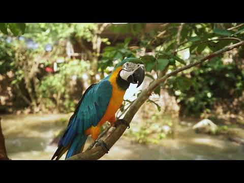 Venho Lá Da Floresta (Mapu e Ixã | canto Huní Kuin)