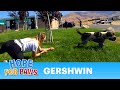 Hope For Paws Rescuer Dragged By 110 Pound Dog As She Tried To Save Him EPIC VIDEO Dog