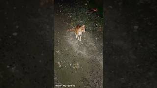 Download lagu tak koyong #art #phonkmusic #memes #cat #edit mp3