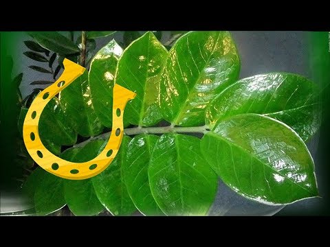 Комнатные растения – ТАЛИСМАНЫ. Биоэнергетика комнатных цветов.