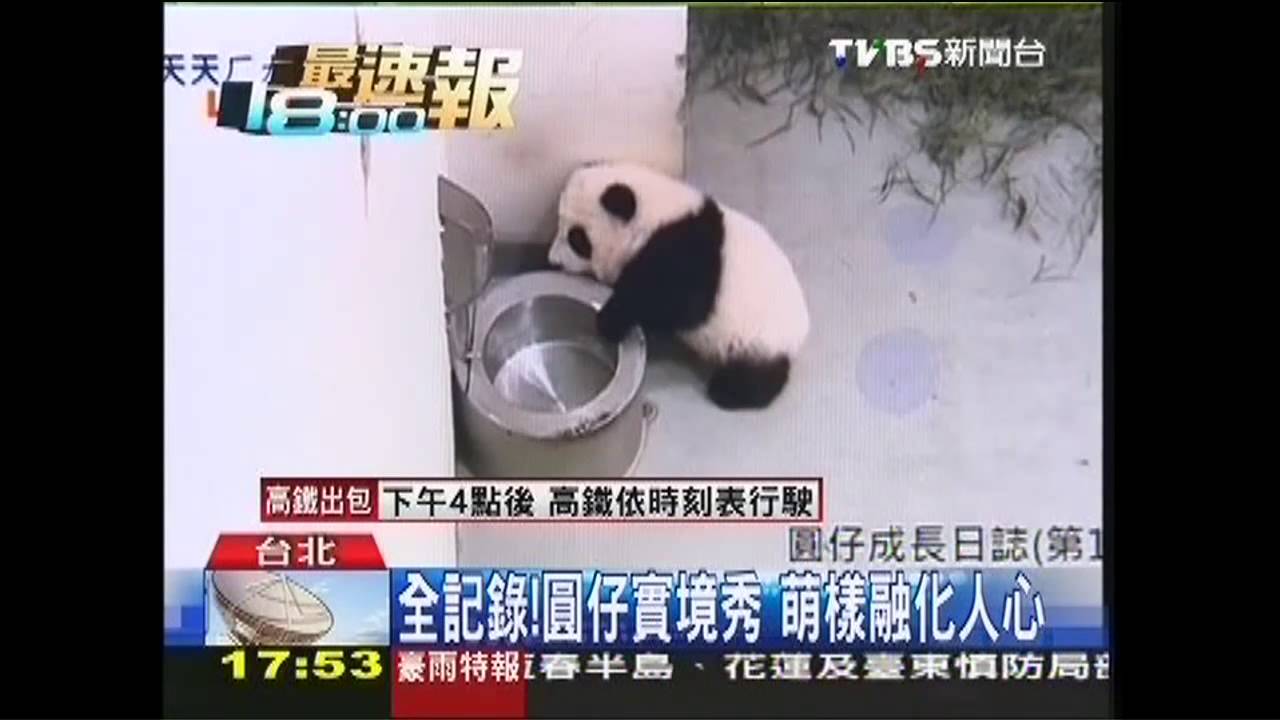 全記錄!圓仔實境秀 萌樣融化人心