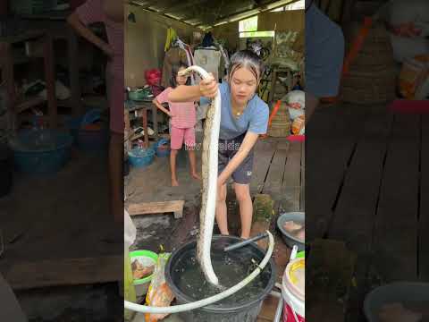Rezeki nomolok dapat telur ukar #shortvideo #snake #cooking