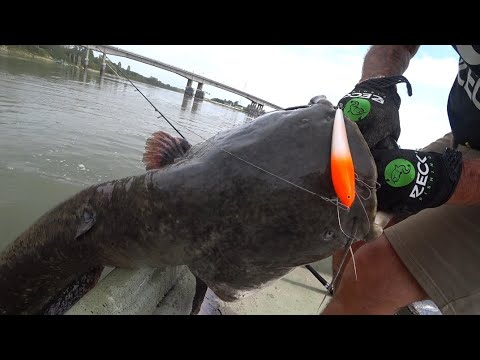 Pesca al Siluro a spinning con wobbler e la nuova Evo Cat Spin 217 zeck Fishing