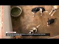 Centro de zoonoses retorna a captura de animais em Rolim de Moura