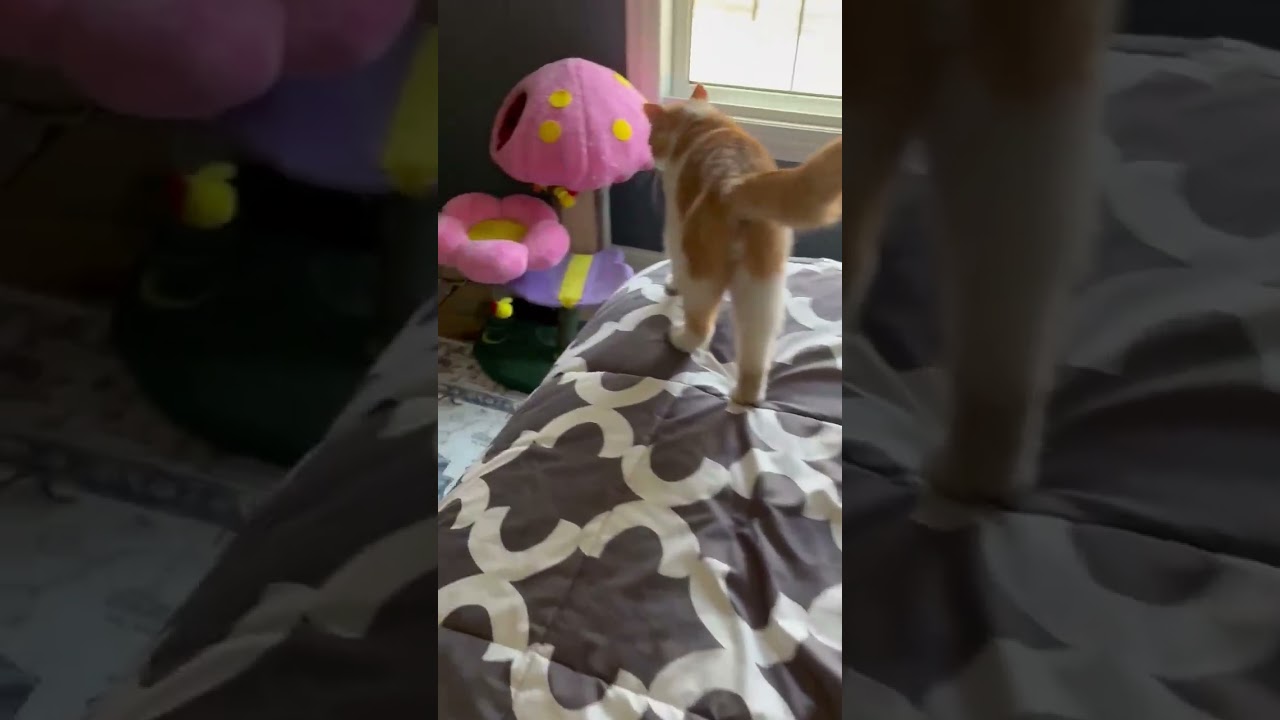 Enlarge McCoy, a ADOPTABLE mixed breed in Gurnee, IL video 2/2