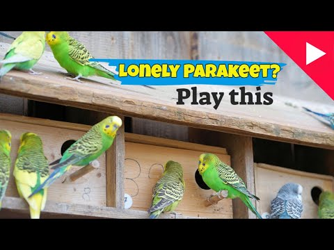 12 Hr Budgies Chirping, Play these bird Sounds to Help Your Quiet Parakeet Sing. Reduce Stress.