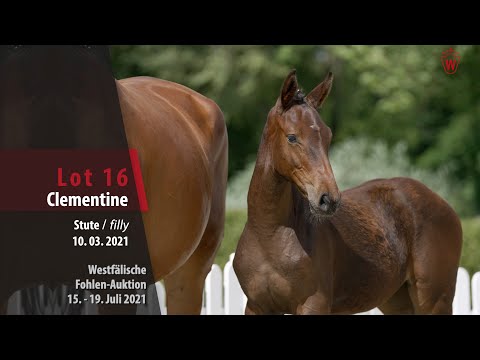 Westfälische Fohlen-Auktion Lot 16 Clementine Stute v. Comme il faut NRW - Diamant de Semilly