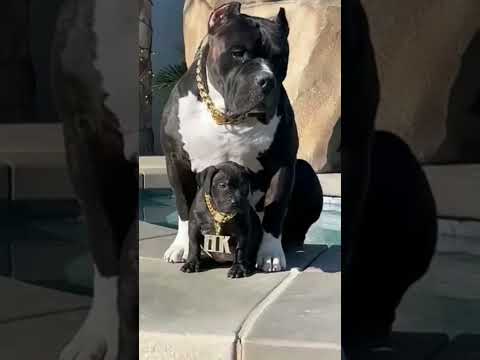 only pitbull lover #trending #tauseef #trending #americanbully #pitbulldog #pitbulldog