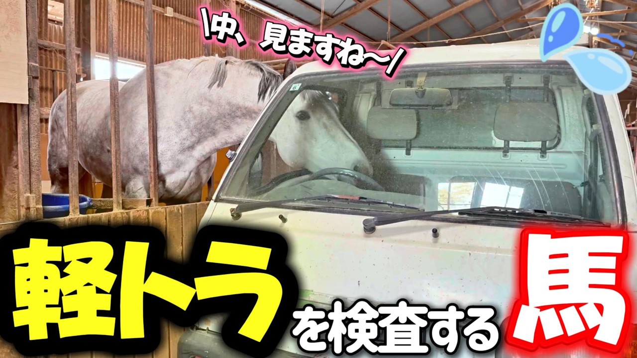 軽トラが気になりすぎて運転席を覗き込む芦毛馬が面白すぎましたwwww『ツルマルボーイ様のシモベ』