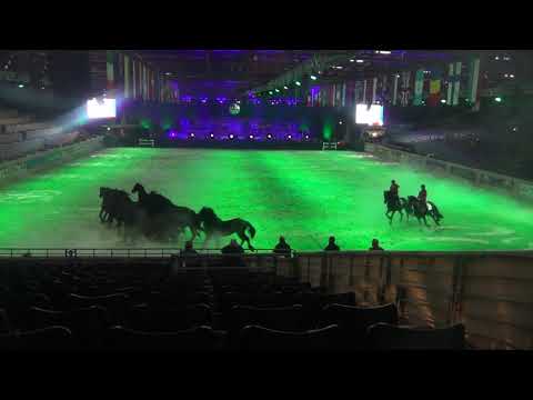 Stal Okkema'ss Tjebbe en Unico practicing Wild Horses Show