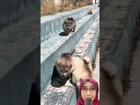 Lucu dan gemes ya kan ⁉️ tongwu-i1v
