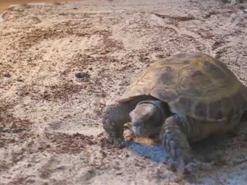 The Grapes of Wrath -- Theatrical Trailer