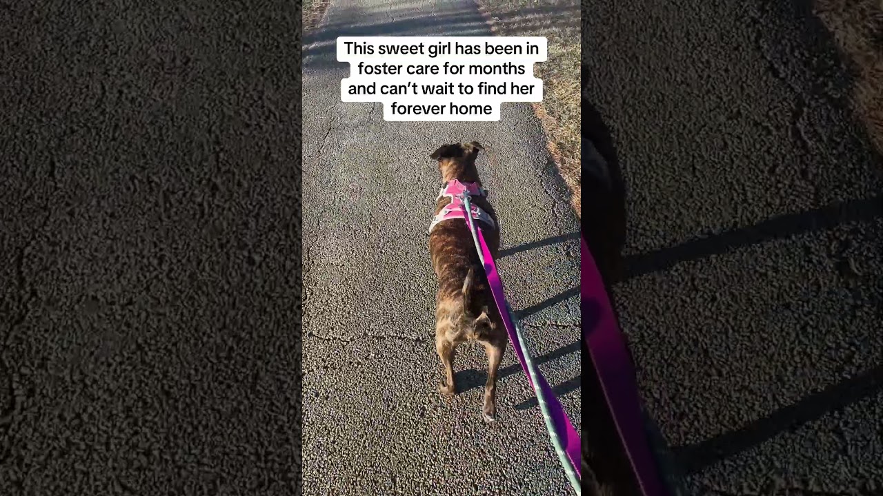 Stella Rose, a Adoptable mixed breed in Huntley, IL video 5/6