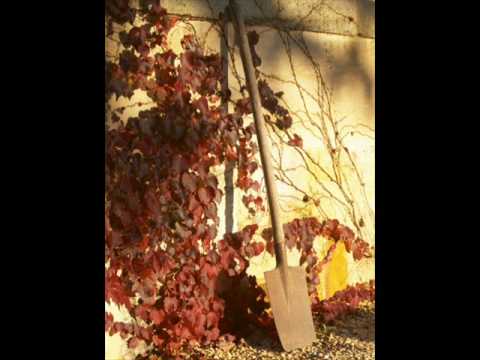 Κώστα Καρυωτάκη: Δικαίωση