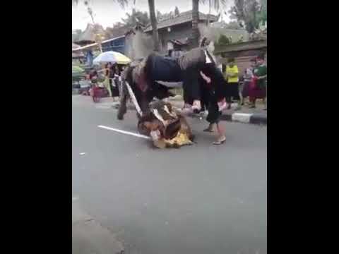 Viral!! Barong Bangkung Mepetuk Rusuh Megulet Saling Tendang