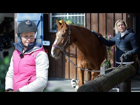 Stute gerettet und dann das! Pferd wird zum Groschengrab - Gibt es noch eine Zukunft für Dorina?