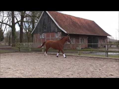 Londontime Fürst Piccolo