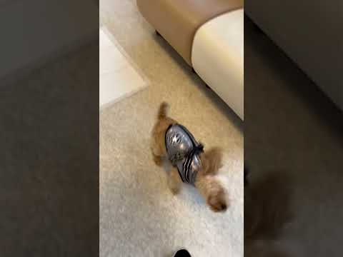経営学科 動物病院に来たトイプードル8ヶ月乳歯の抜歯 #toypoodle #トイプードル #puppy