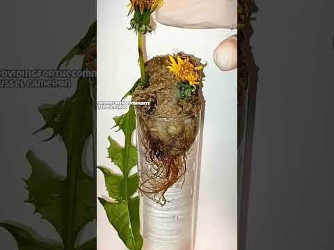 oh look a dandelion,must be the last one of the season.