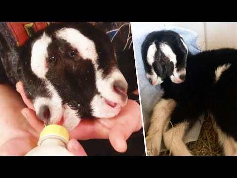 震驚的威斯康星州農民的雙頭山羊誕生了 (2-Headed Goat Born to Shocked Wisconsin Farmers)