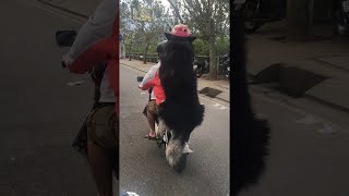 animales video con perro en moto