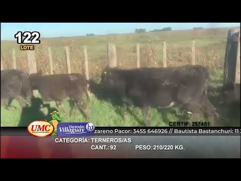 Lote 92 Terneros/as en Rauch, Buenos Aires