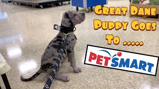 Koopa our Great Dane Puppy Goes to Petsmart!