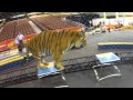 Up Close With Alexander Lacey His Big Cats
