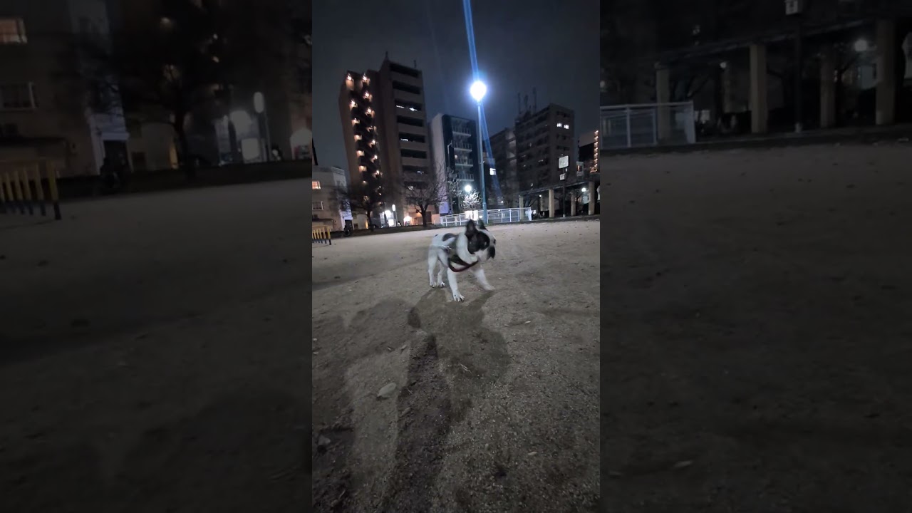 マイペースなフレブル　桜は好きじゃない？ 飼い主が好きすぎるフレンチブルドッグ『ぶーちゃん日記』　 #散歩 #フレブル飼い方 #フレンチブルドッグ #frenchton