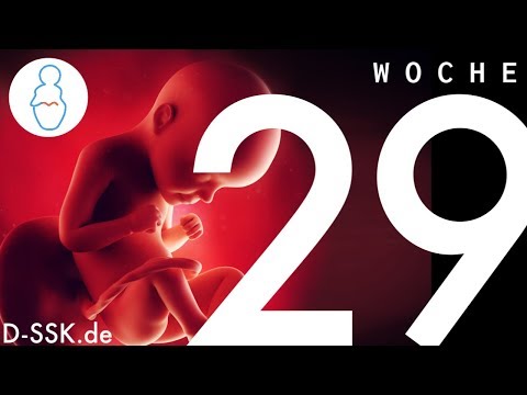 29. SSW / 29. Schwangerschaftswoche ✪ D-SSK.de