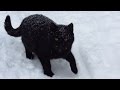 Black Cat And White Cat On The Snow