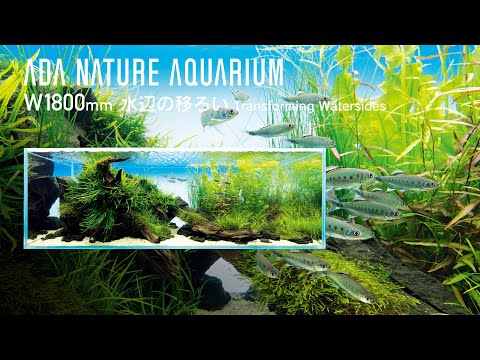 淡水水族館用植物 10 個 - ピンクアムニア (Ammannia gracilis)