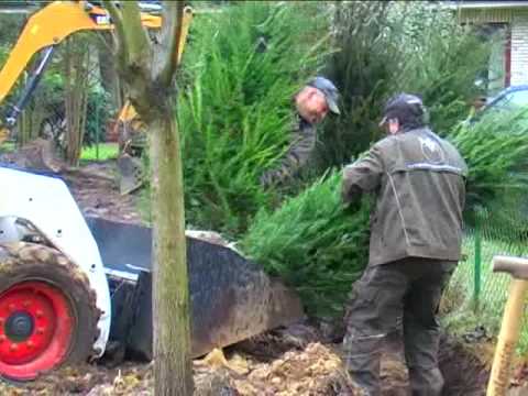 Eine Eiben-Hecke pflanzen