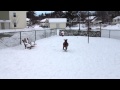 Ruby Playing Fetch In The Snow